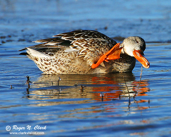 image c12.19.2002.IMG_3560.duck.b-600.jpg is Copyrighted by Roger N. Clark, www.clarkvision.com