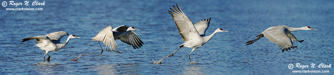 image c12.19.2002.crane.takeoff.sequence.b-1100.jpg is Copyrighted by Roger N. Clark, www.clarkvision.com