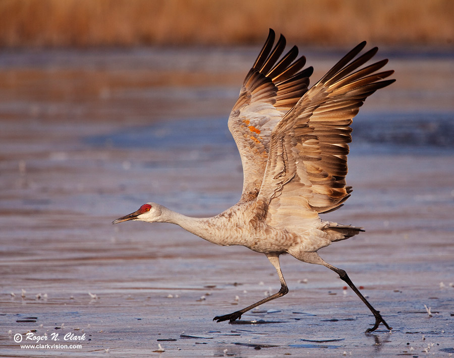 image sandhill.crane.c12.05.2009.img_0667.c-900.jpg is Copyrighted by Roger N. Clark, www.clarkvision.com