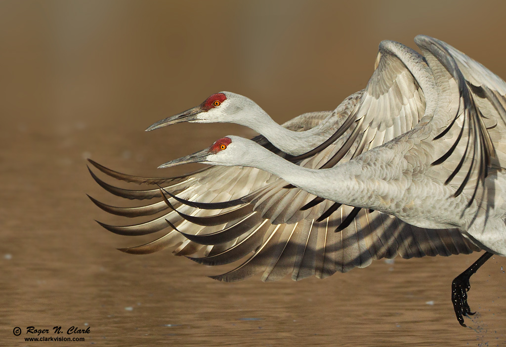 image sandhill.crane.takeoff.12.02.2012.C45I4642.j-c1-1024s.jpg is Copyrighted by Roger N. Clark, www.clarkvision.com