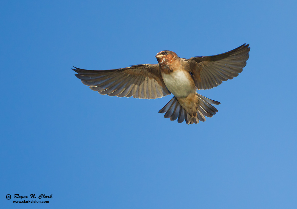 image cliff.swallow.c07.11.2010.c45i0299.d-1000.jpg is Copyrighted by Roger N. Clark, www.clarkvision.com