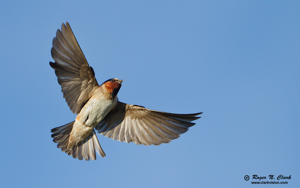 image cliff.swallow.c07.11.2010.c45i0383.f-1000.jpg is Copyrighted by Roger N. Clark, www.clarkvision.com