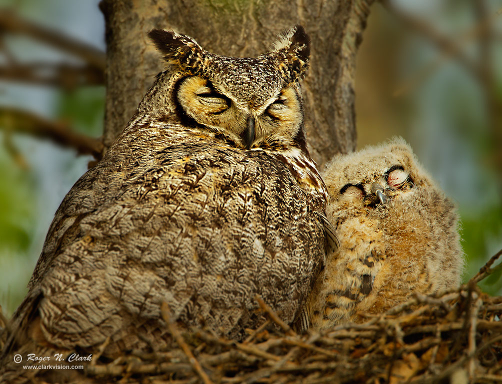 image mother.owl+baby.c04.25.2012.C45I8799.e-1004.jpg is Copyrighted by Roger N. Clark, www.clarkvision.com