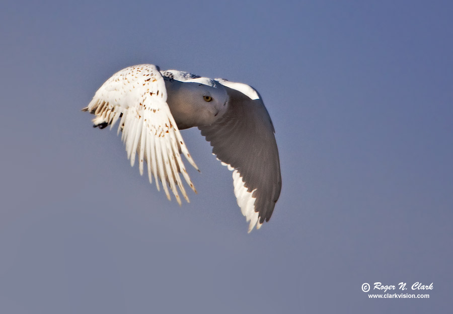 image snowy.owl.c01.18.2010.img_1771.b-900.jpg is Copyrighted by Roger N. Clark, www.clarkvision.com