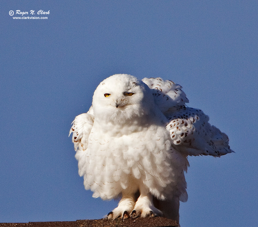 image snowy.owl.c01.18.2010.img_1778.b-900.jpg is Copyrighted by Roger N. Clark, www.clarkvision.com