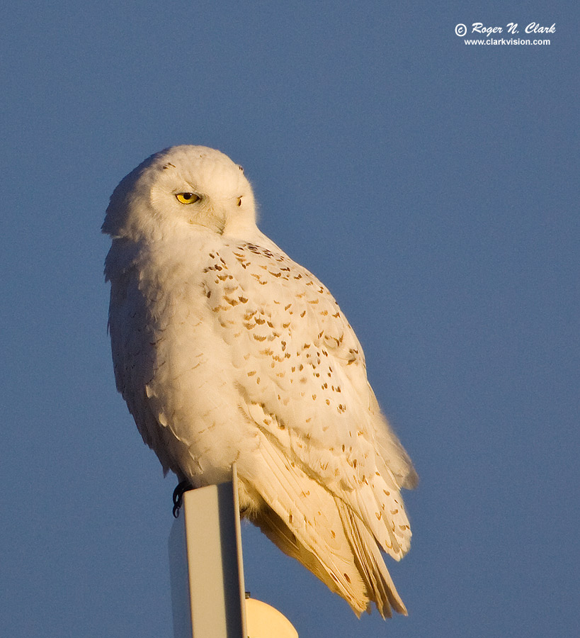 image snowy.owl.c01.18.2010.jz3f1130.b-900.jpg is Copyrighted by Roger N. Clark, www.clarkvision.com