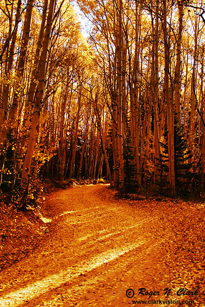 image colorado.fall.c09.30.2003.IMG_9362.b-600.jpg is Copyrighted by Roger N. Clark, www.clarkvision.com