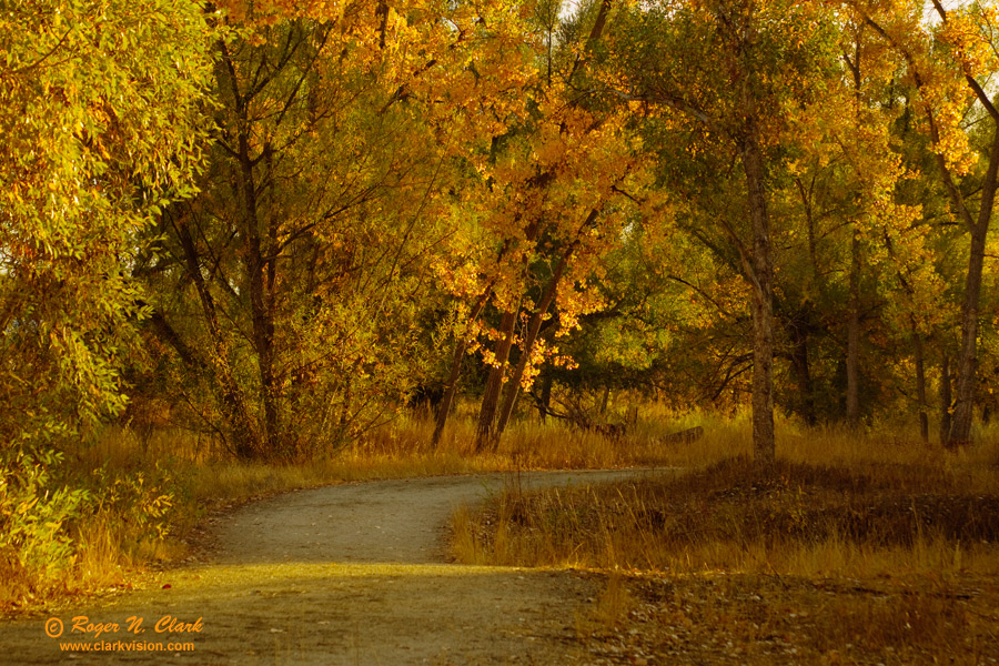 image colorado.fall.colors.c10.16.2010.c45i1959.c-900.jpg is Copyrighted by Roger N. Clark, www.clarkvision.com