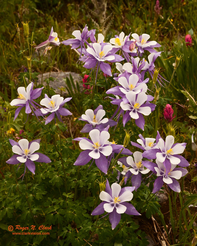 image columbine.c07.25.2010.rclark.img_4800+01.e-800.jpg is Copyrighted by Roger N. Clark, www.clarkvision.com