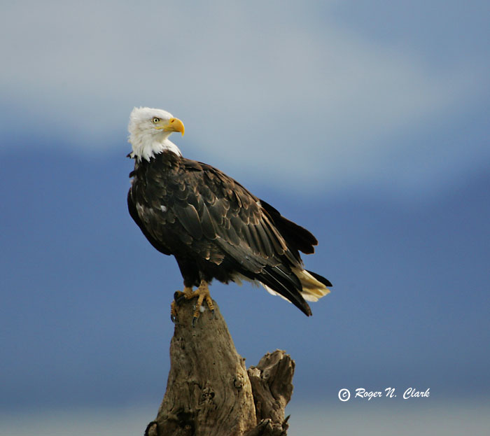 image eagle.c09.10.2004.JZ3F4428.b-700.jpg is Copyrighted by Roger N. Clark, www.clarkvision.com