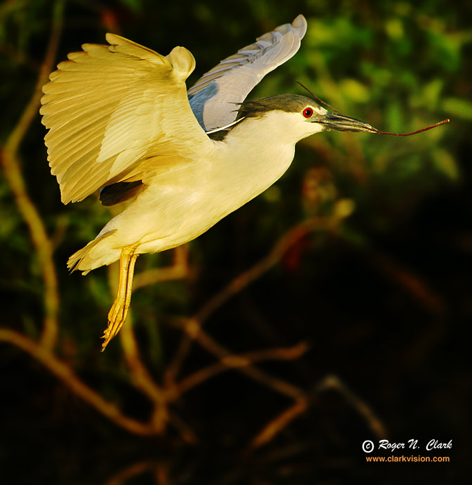 image black.crowned.night.heron.c03.07.2006.jz3f9242.d-700.jpg is Copyrighted by Roger N. Clark, www.clarkvision.com