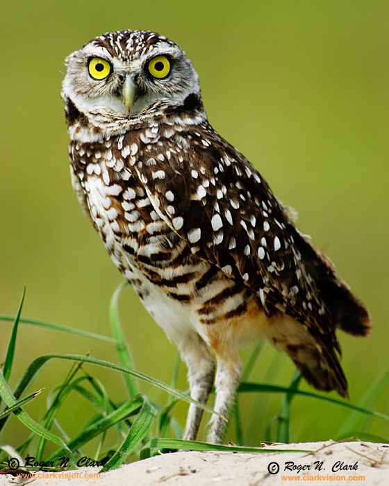 image burrowing.owl.c03.06.2006.JZ3F8972.c-700.jpg is Copyrighted by Roger N. Clark, www.clarkvision.com