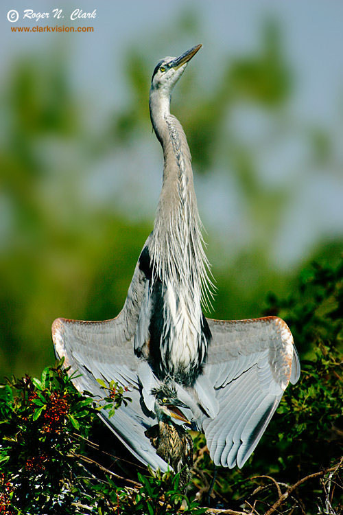 image great.blue.heron.mother.c03.06.2006.jz3f8744.d-750.jpg is Copyrighted by Roger N. Clark, www.clarkvision.com