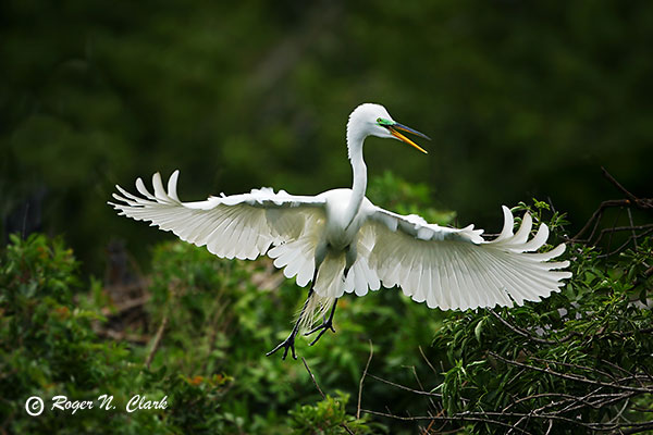 image egret.c02.29.2004.img_7728.b-600.jpg is Copyrighted by Roger N. Clark, www.clarkvision.com