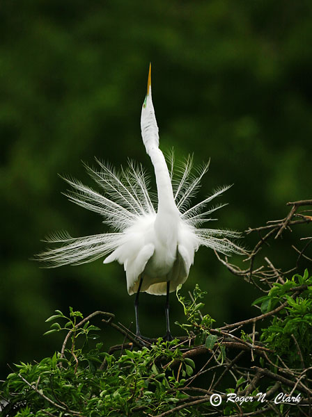 image egret.c03.01.2003.img_8441.b-600.jpg is Copyrighted by Roger N. Clark, www.clarkvision.com