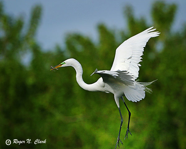 image egret.c03.02.2004.img_9498.b-600.jpg is Copyrighted by Roger N. Clark, www.clarkvision.com