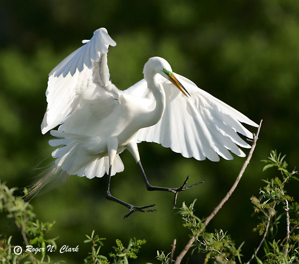 image egret.c03.04.2004.img_0999.d-600.jpg is Copyrighted by Roger N. Clark, www.clarkvision.com