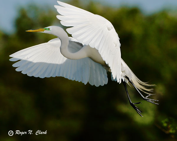 image egret.c03.04.2004.img_1005.b-600.jpg is Copyrighted by Roger N. Clark, www.clarkvision.com