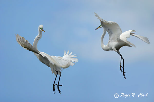 image egret.flight.fight.c02.29.2004.img_7703.b-600.jpg is Copyrighted by Roger N. Clark, www.clarkvision.com