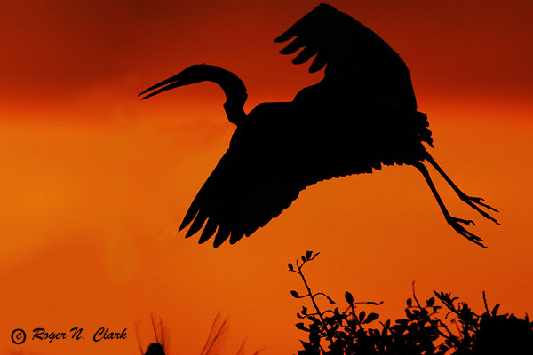 image egret.sunset.c02.29.2004.img_8300.b-600.jpg is Copyrighted by Roger N. Clark, www.clarkvision.com