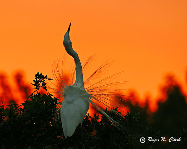 image egret.sunset.c02.29.2004.img_8346.b-600.jpg is Copyrighted by Roger N. Clark, www.clarkvision.com