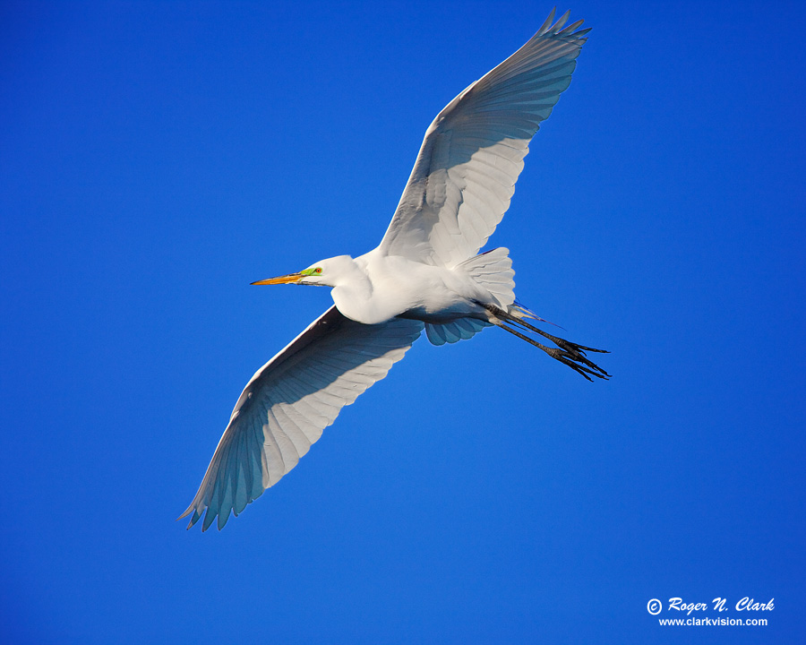 image great.egret.in.flight.c01.12.2010.img_1706.d-srgb900.jpg is Copyrighted by Roger N. Clark, www.clarkvision.com