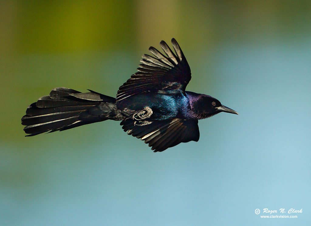 image boat.tailed.grackle.in.flight.c03.16.2012.c45i4284.e-1024.jpg is Copyrighted by Roger N. Clark, www.clarkvision.com