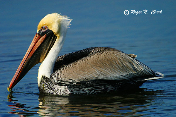 image c01.13.2003.img_4380.b.pelican-600.jpg is Copyrighted by Roger N. Clark, www.clarkvision.com