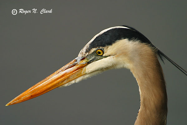 image c01.13.2003.img_4607.b.heron.head-600.jpg is Copyrighted by Roger N. Clark, www.clarkvision.com