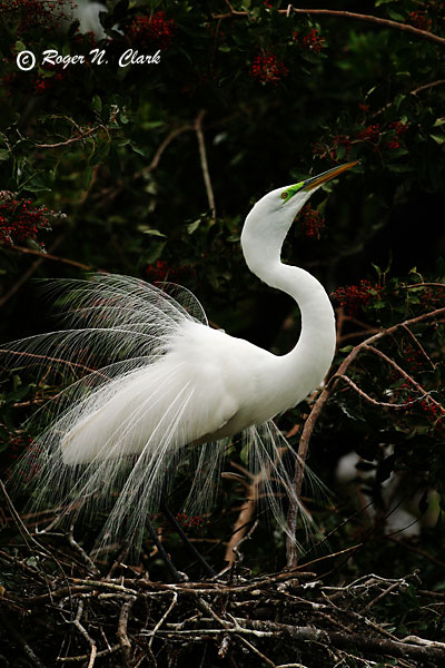 image c01.13.2003.img_4633.b.egret-600.jpg is Copyrighted by Roger N. Clark, www.clarkvision.com