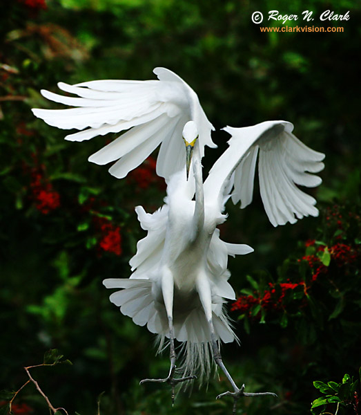 image c01.14.2003.img_5113.egret-flight.f-600.jpg is Copyrighted by Roger N. Clark, www.clarkvision.com