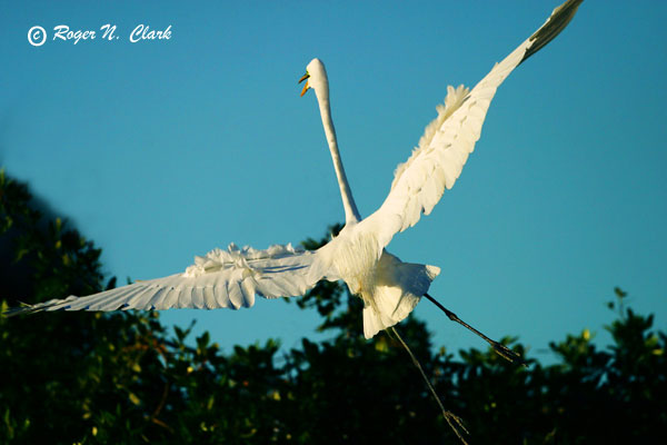 image c01.14.2003.img_5333.b.crazy.egret-600.jpg is Copyrighted by Roger N. Clark, www.clarkvision.com