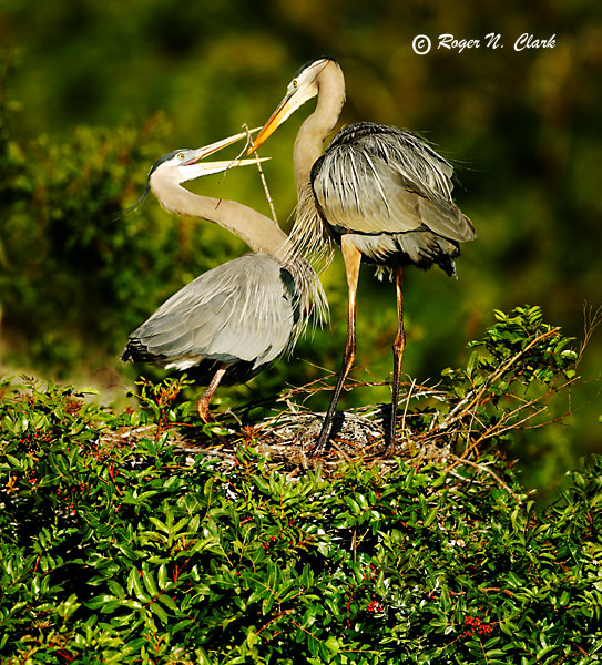 image c01.15.2003.img_5543.nesting.herons.c-600.jpg is Copyrighted by Roger N. Clark, www.clarkvision.com