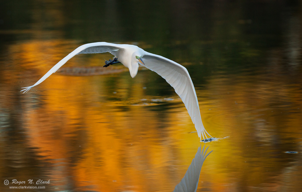 image great.egret.touching.the.water.c03.03.2014.IMG_0176.d-1024s.jpg is Copyrighted by Roger N. Clark, www.clarkvision.com