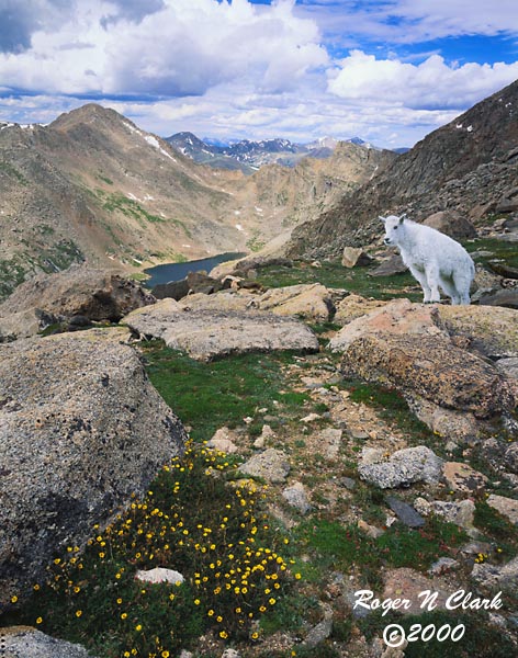 image c071200_L4_01_600-mt_evans_goat.jpg is Copyrighted by Roger N. Clark, www.clarkvision.com