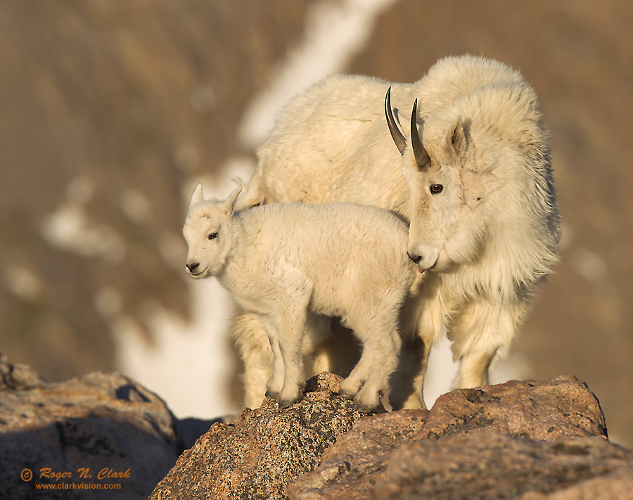 image mother.and.baby.mtn.goat.c06.29.2011.c45i0411.b-900.jpg is Copyrighted by Roger N. Clark, www.clarkvision.com