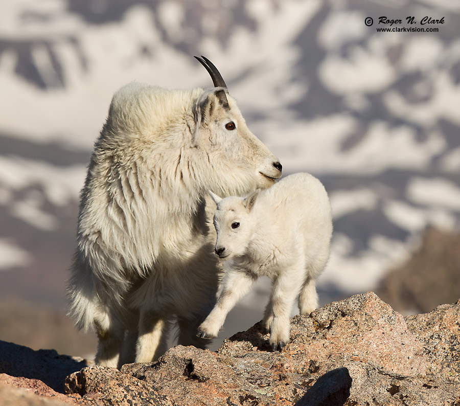 image mother.and.baby.mtn.goat.c06.29.2011.c45i0932.b-900.jpg is Copyrighted by Roger N. Clark, www.clarkvision.com