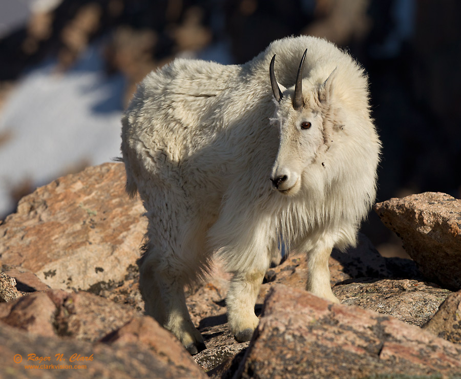 image mtn.goat.c06.29.2011.c45i0866.b-900.jpg is Copyrighted by Roger N. Clark, www.clarkvision.com