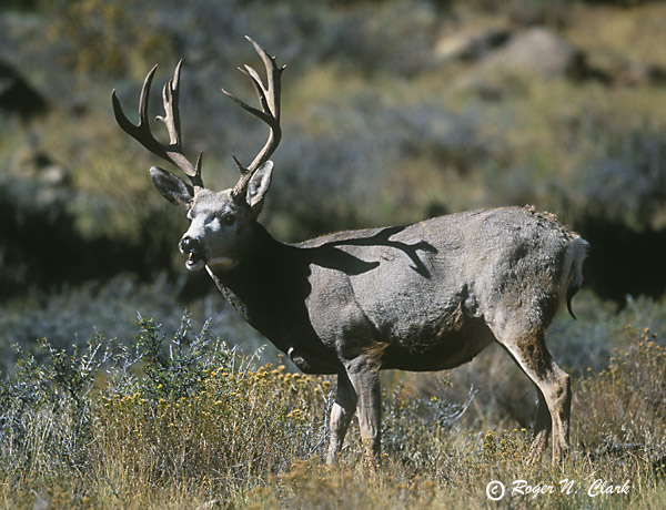 image c101002.03.02.muledeer-600.jpg is Copyrighted by Roger N. Clark, www.clarkvision.com